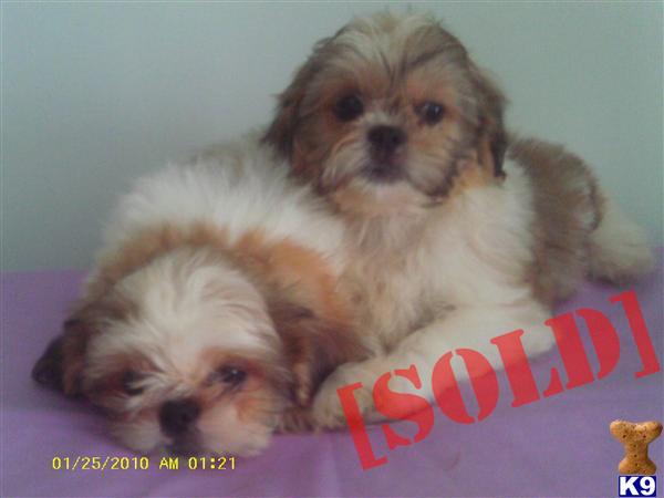 SHIH-TZU PUPPIES