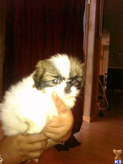 three Shih Tzu puppies 