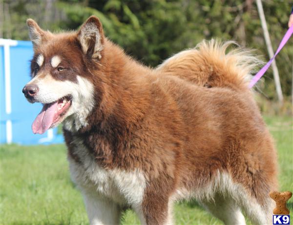 Willow Creek Kennel Alaskan Malamute Puppies