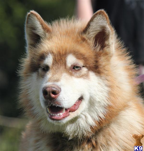 Willow Creek Kennel Alaskan Malamute Puppies