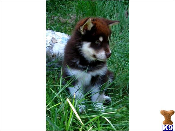 Alaskan Malamute Puppies Willow Creek Kennel