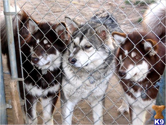 WILLOW CREEK KENNEL ALASKAN MALAMUTES