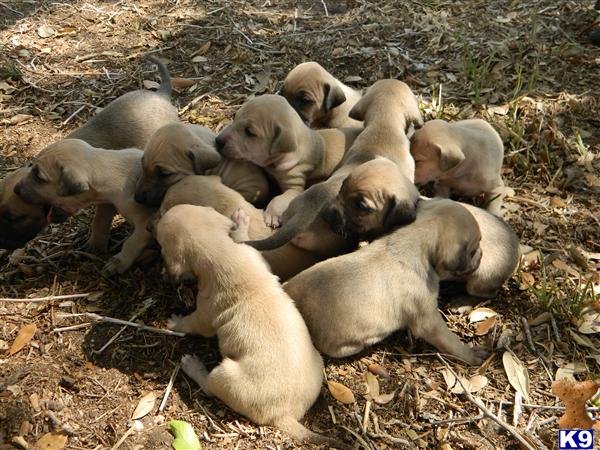 Registered Black Mouth Cur Puppies for sale 