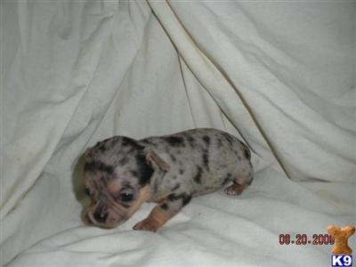AKC Black  Silver merle Male Chihuahua Freckles