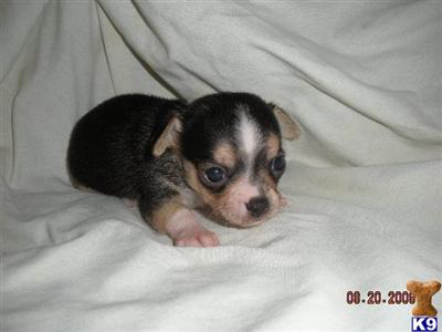 AKC Black and tan w/ White Male Chihuahua Rupert