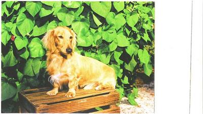 english cream  lh dachshund puppies