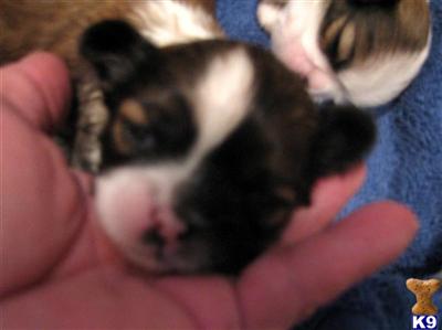 AKC SHIH TZU MALE PUPPY FOR SALE