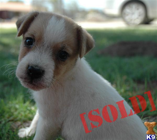 Quality Champion Sired Long Leg Jack Russell Terrier Male Puppy Available