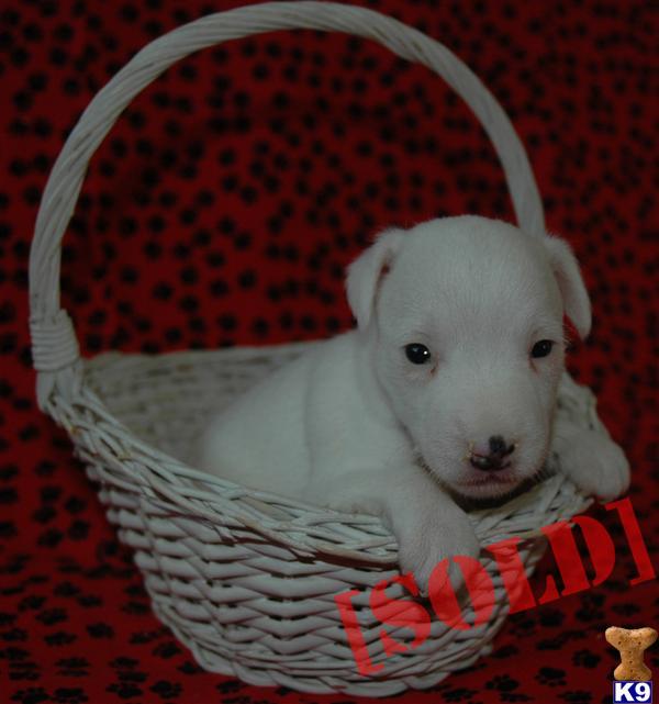 Top Quality Female Jack Russell Terrier Puppy- Both Parents Champions