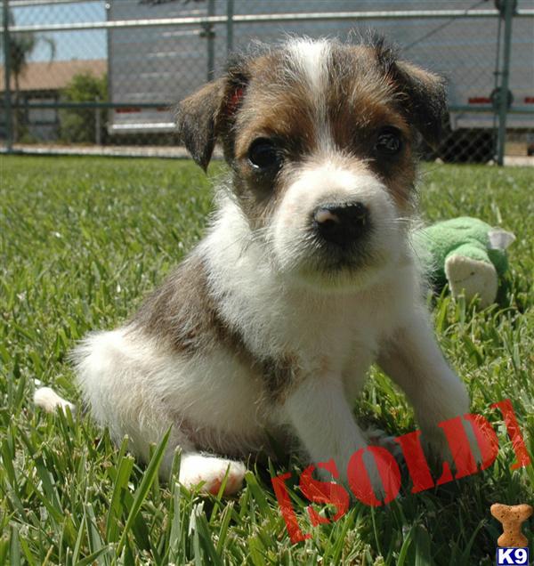 Parson Russell Terrier Male Puppy- Both Parents Show Champions- VIDEO AVAILABLE ON WEBSITE
