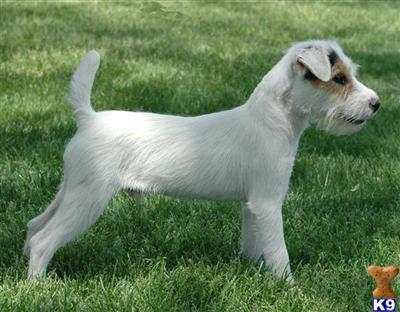Champion Parson Russell Terrier At Stud