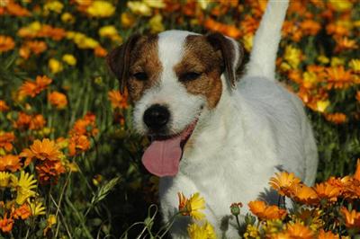 AKC Parson Russell Terrier At Stud- Lightly Broken Tan/white- UKC Show Champion