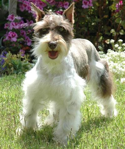 AKC Miniature/Toy Schnauzer- Chocolate/Liver Parti Colored