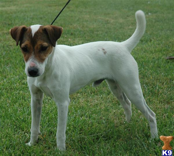 Champion Smooth Coat Parson Russell At Stud