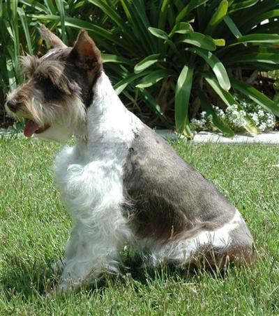 k9stud miniature toy schnauzer dog picture posted