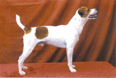 Champion Jack Russell Terrier- At Stud