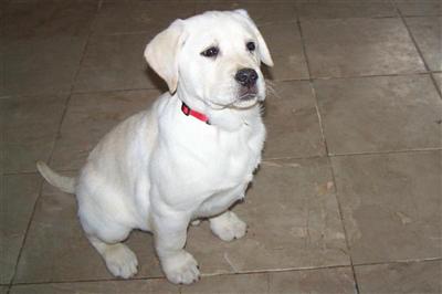 AKC English Hunting/Family/Show Labrador Puppy black and yellow