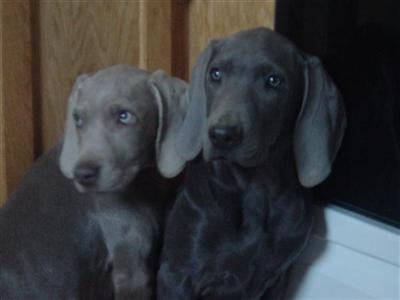 Female/Male Weimaraner Puppy