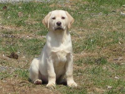 AKC English Yellow Lab Male