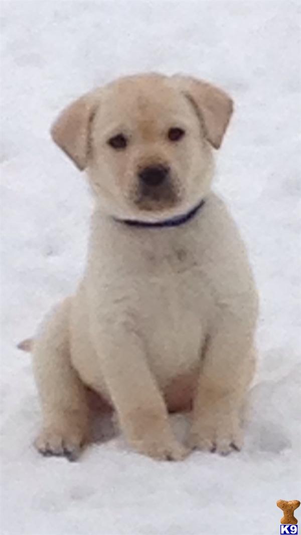 AKC English Labs 