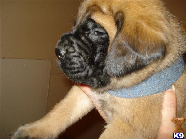 Big Mastiff Puppies
