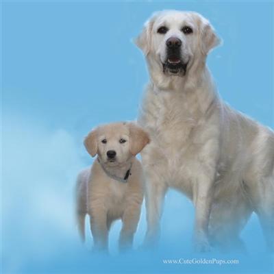 AKC Golden Retriever British white Dam