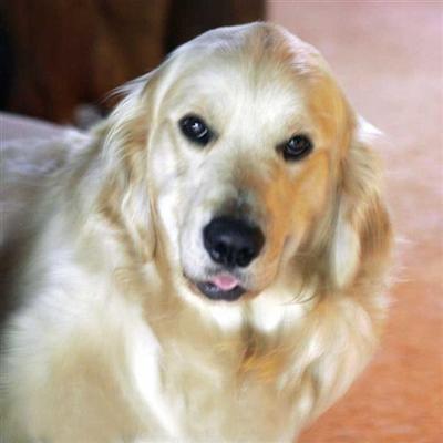 AKC Golden Retriever Pups