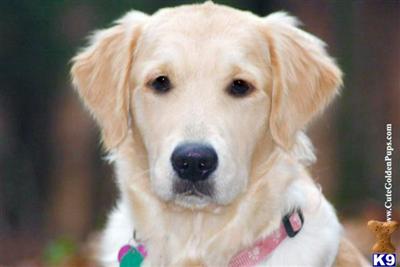 FEMALE and MALE PUPS AVAILABLE