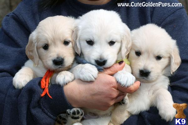 GOLDEN RETREIVERS, AKC 
