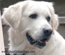 AKC Golden Retriever Pups