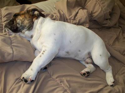 Sluggo