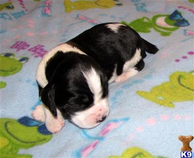 FC bench Ch bred litter