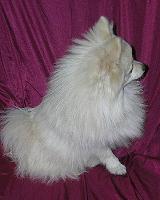 wildroses stud dogs 