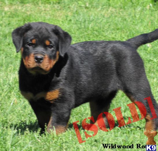rottweiler price range document moved rottweiler price range document moved