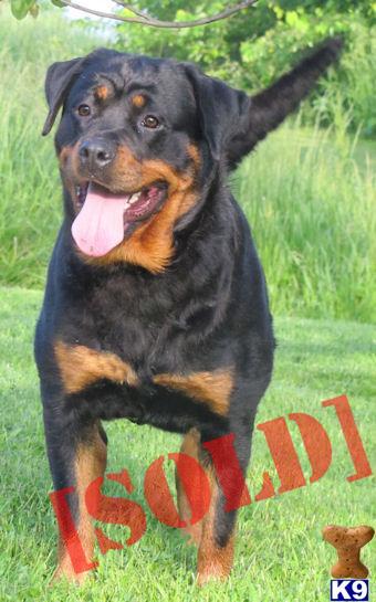 German AKC Female INCREDIBLE Pedigree Great MOM