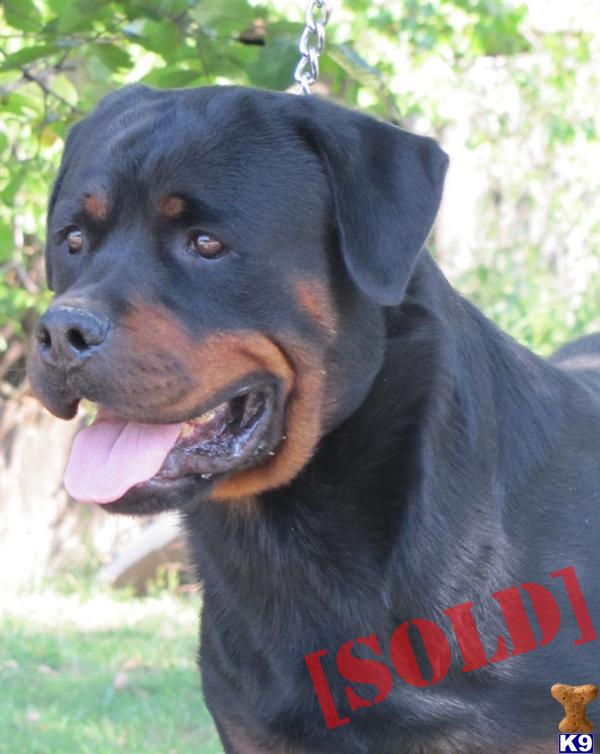 Pending German Boy Jumbo Vom Kummelsee SON