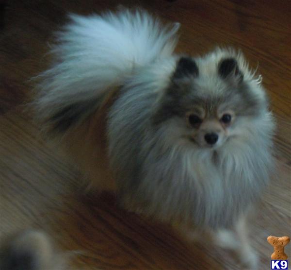 Holy Smokes-AKC Registered with Champion Bloodlines
