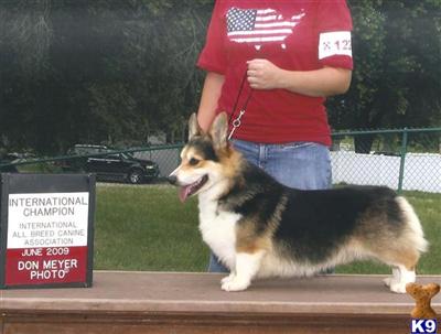 COMING WINTER 2009~~PEMBROKE CORGI PUPPIES