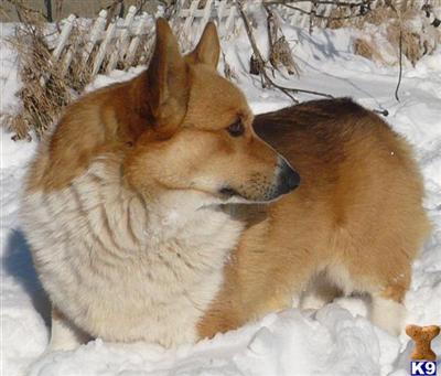AKC CH LS Jonbonjovi