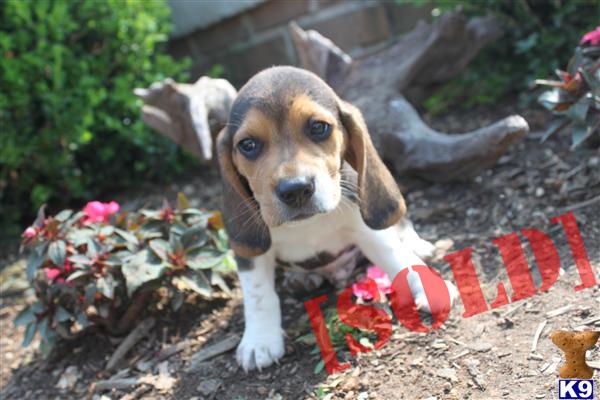 Beagle puppies