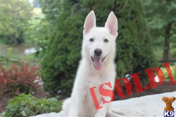 white german shepherd puppies
