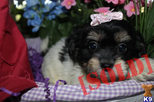 havanese puppies for sale in colorado springs document moved havanese puppies for sale in colorado springs document moved