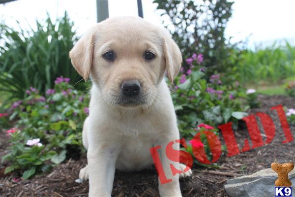 Yellow labs