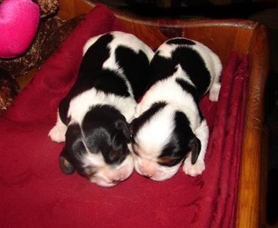 Gorgeous CKCS male and female pups