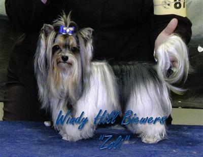 Biewer pups