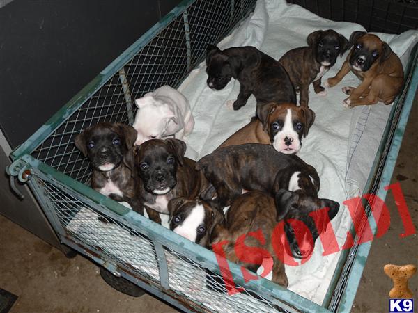 Great Boxer pups for sale