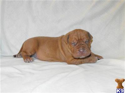 Shipping Included www.wishbonek9kennel.com