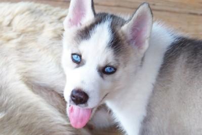Siberian Husky Babies AKC