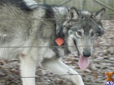 Wolf Dog pups planned for December