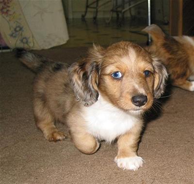 Hollywood - AKC LH Mini Dachshund